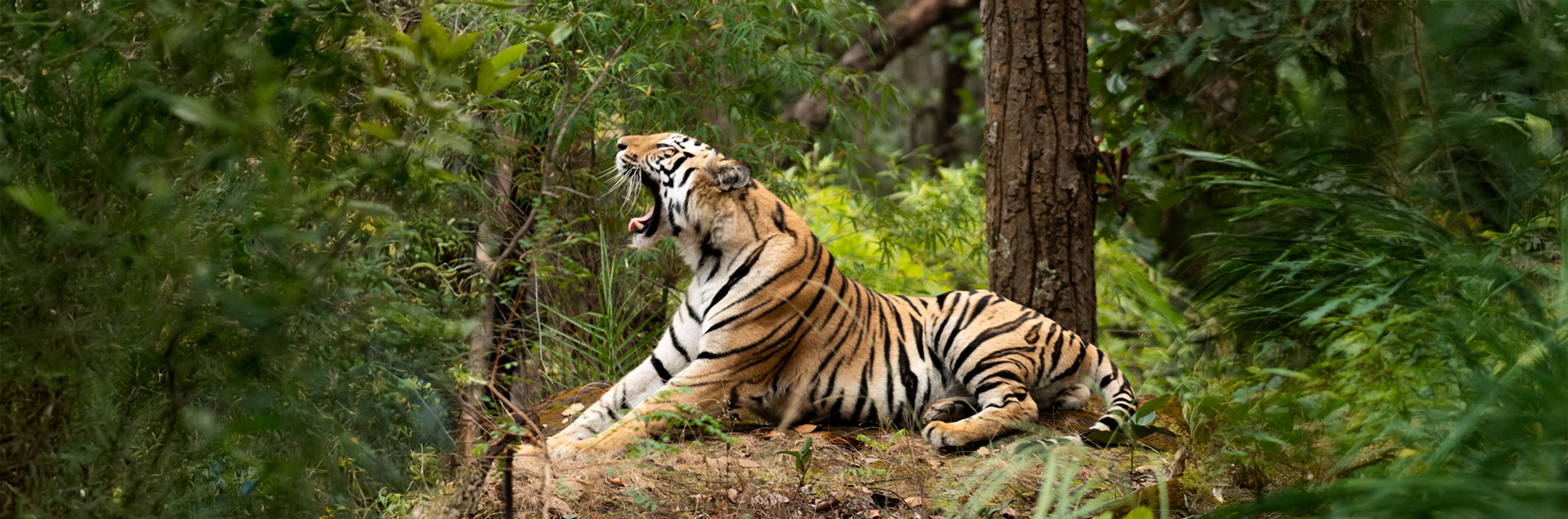 Central India - Tiger Kingdom